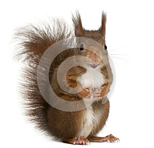 Eurasian red squirrel, Sciurus vulgaris, 4 years old, in front o