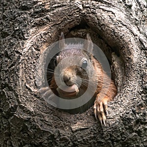Eurasian red squirrel Sciurus vulgaris cautiously peeks out of the hole in a tree in the forest of Drunen, Noord Brabant in the