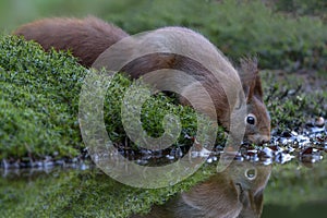 Eurasian red squirrel Sciurus vulgaris drinking water in a pool in the forest