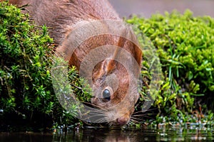 Eurasian Red Squirrel, Sciurus vulgaris
