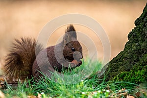 Eurasian red squirrel Sciurus vulgaris eating acorn sitting on fresh green grass