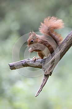Eurasian red squirrel Sciurus vulgaris eating a hazelnut on a branch. Tessenderlo, Belgium.