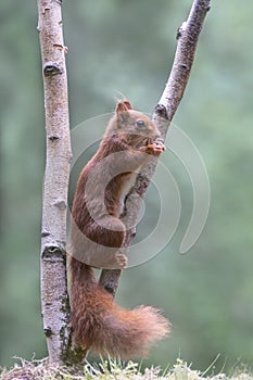 Eurasian red squirrel Sciurus vulgaris eating a hazelnut on a branch. Tessenderlo, Belgium. Green background.