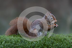 Eurasian red squirrel Sciurus vulgaris eating a nut in the forest