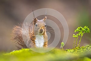 Eurasian red squirrel, Sciurus vulgaris, in a forest