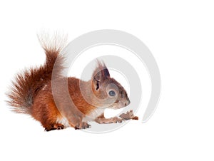 Eurasian red squirrel - Sciurus vulgaris isolated