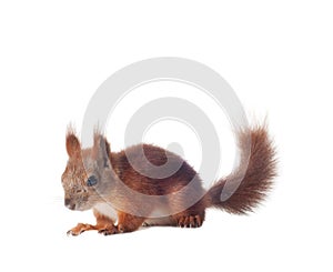 Eurasian red squirrel - Sciurus vulgaris isolated