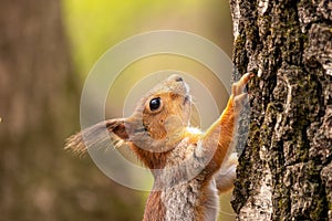 The Eurasian red squirrel Sciurus vulgaris in its natural habitat in the spring forest.