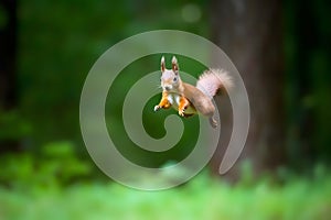 Eurasian red squirrel Sciurus vulgaris jumping in the forest at summer day, neural network generated photorealistic photo