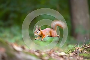 Eurasian red squirrel Sciurus vulgaris jumping in the forest at summer day, neural network generated photorealistic photo