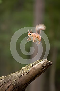 Eurasian red squirrel Sciurus vulgaris jumping in the forest at summer day, neural network generated photorealistic photo