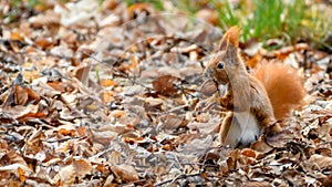 Eurasian red squirrel Sciurus vulgaris looking for food in city park