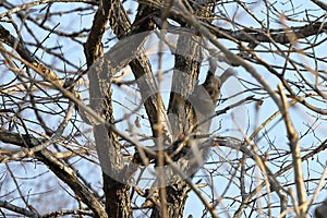 Eurasian red squirrel Sciurus vulgaris mantchuricus on the tree branch on blue sky background.