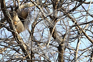 Eurasian red squirrel Sciurus vulgaris mantchuricus on the tree branch on blue sky background.