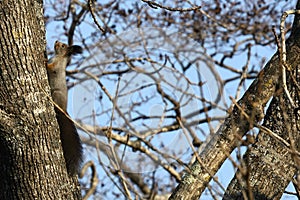 Eurasian red squirrel Sciurus vulgaris mantchuricus on the tree trunk on blue sky background.