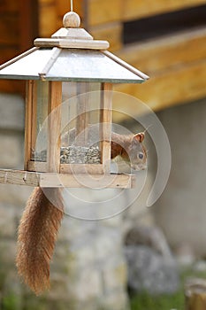 Eurasian red squirrel / Sciurus vulgaris plundering bird feeder