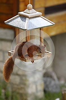 Eurasian red squirrel / Sciurus vulgaris plundering bird feeder