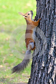An Eurasian red squirrel Sciurus vulgaris in seasonal shedding climbing tree