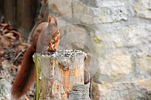Eurasian red squirrel / Sciurus vulgaris on a stump