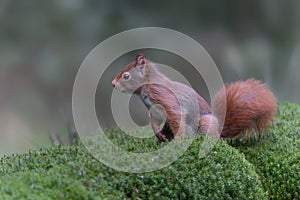 Eurasian red squirrel Sciurus vulgaris on the waterfront in the forest