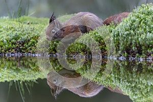 Eurasian red squirrel Sciurus vulgaris on the waterfront in the forest