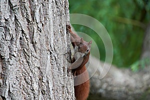 Eurasian Red Squirrel on a Tree