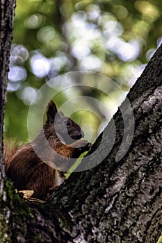 Eurasian red squirrel on the tree in Kampinos National Park, Masovia, Poland