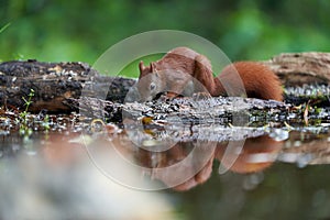 Eurasian Red Squirrel on a Tree with Nuts