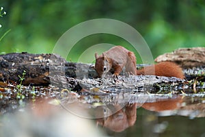 Eurasian Red Squirrel on a Tree with Nuts