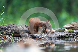 Eurasian Red Squirrel on a Tree with Nuts