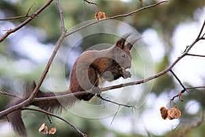 eurasian red squirrel up in the tree