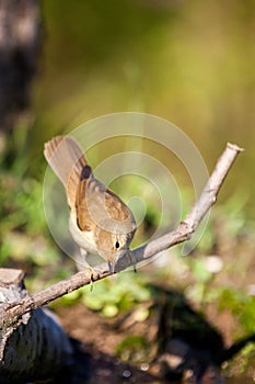 Eurasian Reed Warbler