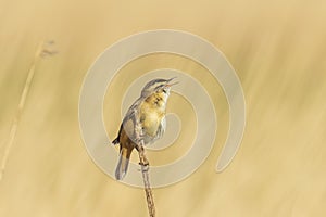 Eurasian reed warbler Acrocephalus scirpaceus bird singing in reeds during sunrise photo