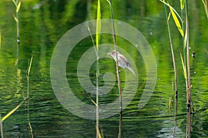 Eurasian Reed Warbler (Acrocephalus scirpaceus) with caught dragonfly, in the UK