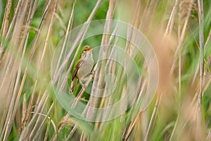 The Eurasian reed warbler singing