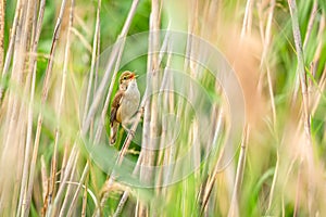 The Eurasian reed warbler singing