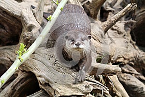 Eurasian river otter