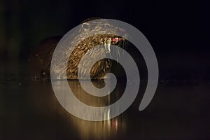 Eurasian River Otter - Lutra lutra