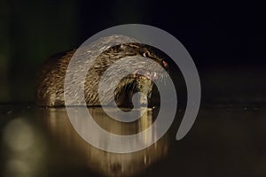 Eurasian River Otter - Lutra lutra photo