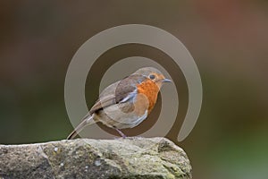 Eurasian robin male hanging around the park