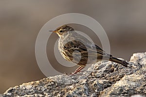 A Eurasian Rock Pipit or Rock Pipit, Anthus petrosus petrosus.