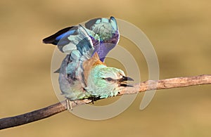 Eurasian roller Coracias garrulus