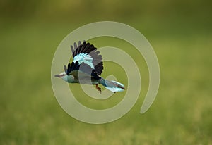 Eurasian roller flying