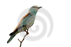 Eurasian roller perched on a twig