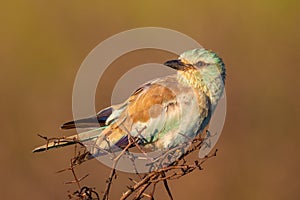 Eurasian Roller perched on twigs.