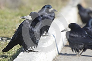 Eurasian rook Corvus frugilegus and crows Corvus corax in bird flock