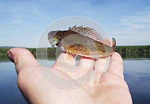 Eurasian Ruffe