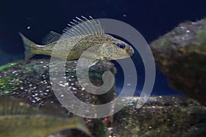 Eurasian ruffe