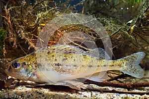 Eurasian ruffe, Gymnocephalus cernua, ruffe or pope, small freshwater predator fish, side view in European river biotope aqua