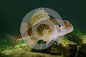The Eurasian Ruffe (Gymnocephalus cernuus).